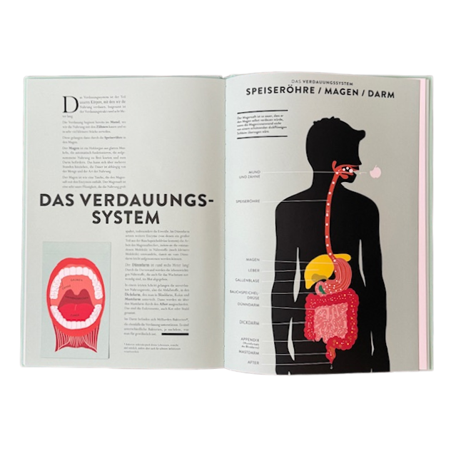 Gezeichnete Buchseiten über das Verdauungssystem mit Magen und Speiseröhre.