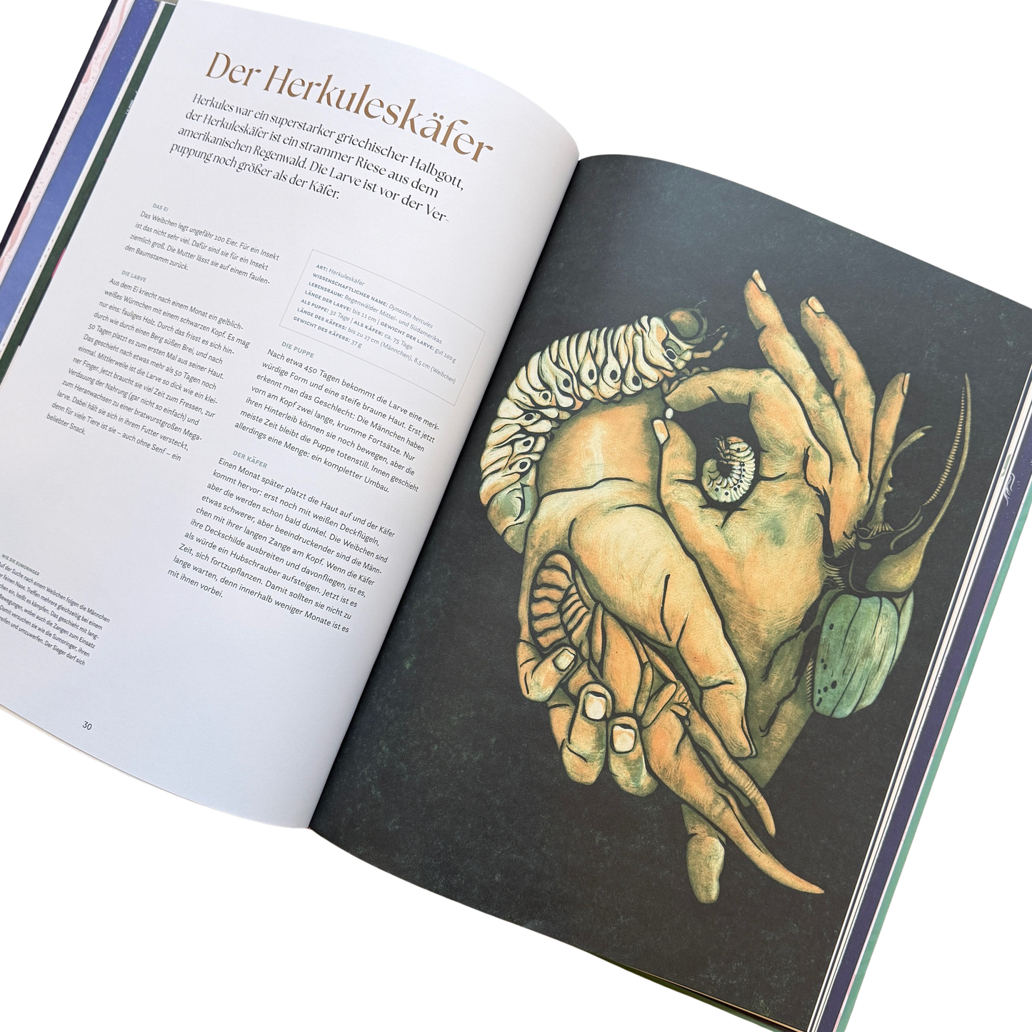 Eine Buchseite und dem Herkuleskäfer und seiner Metamorphose.