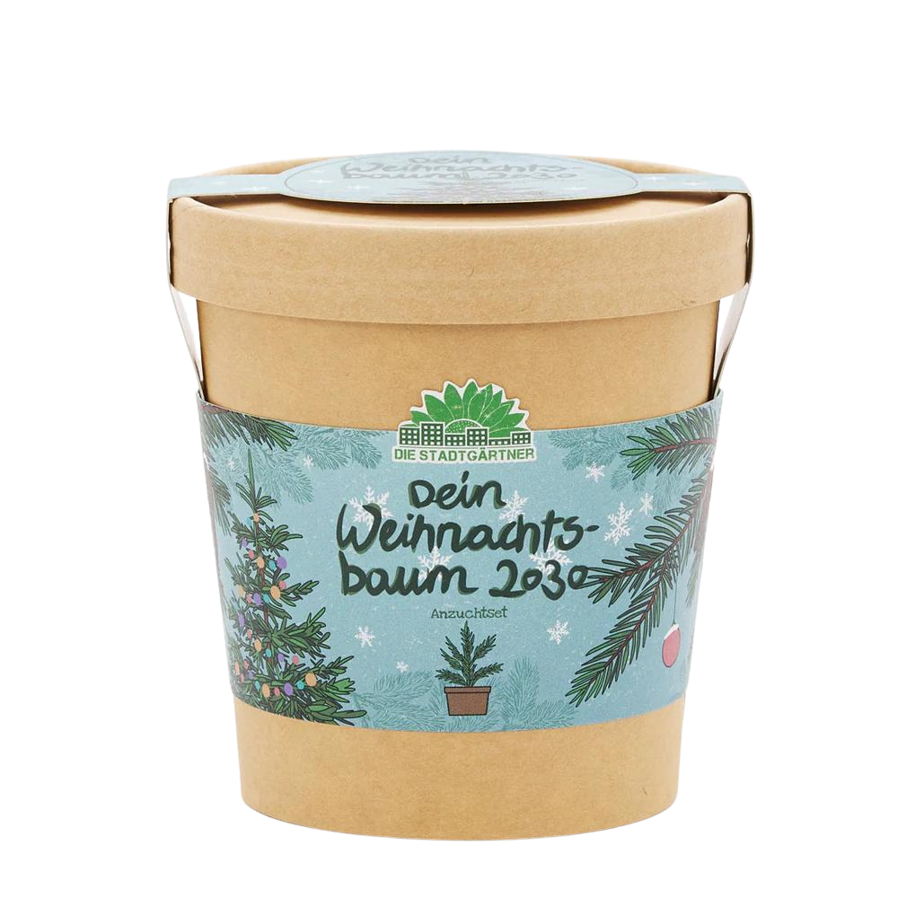 Ein Anzuchtset für eine Fichte im Becher aus Karton.