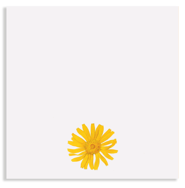 Kleiner Notizblock mit weißen Blättern und einer Arnika Blüte.