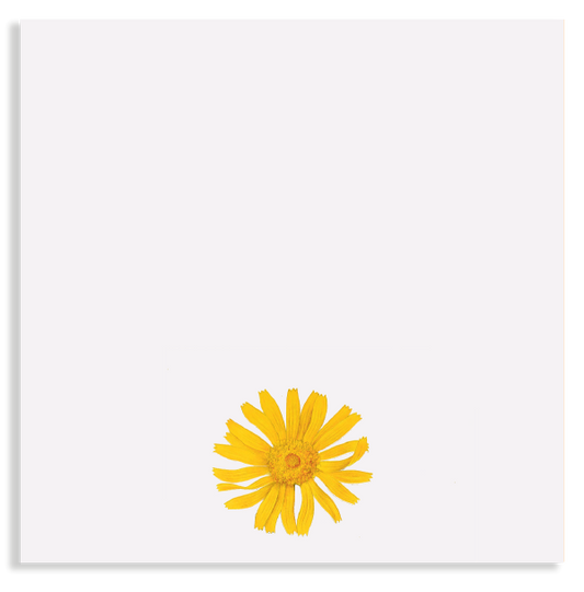 Kleiner Notizblock mit weißen Blättern und einer Arnika Blüte.