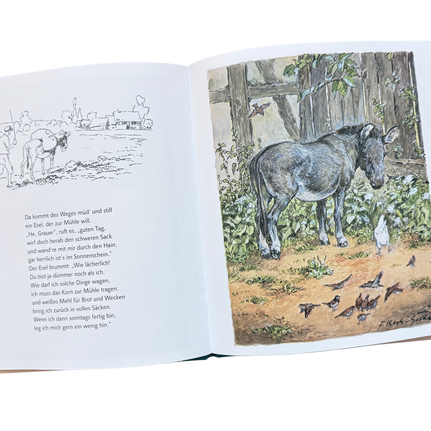 Das Hühnchen Sabinchen trifft am Bretterzaun einen Esel. 