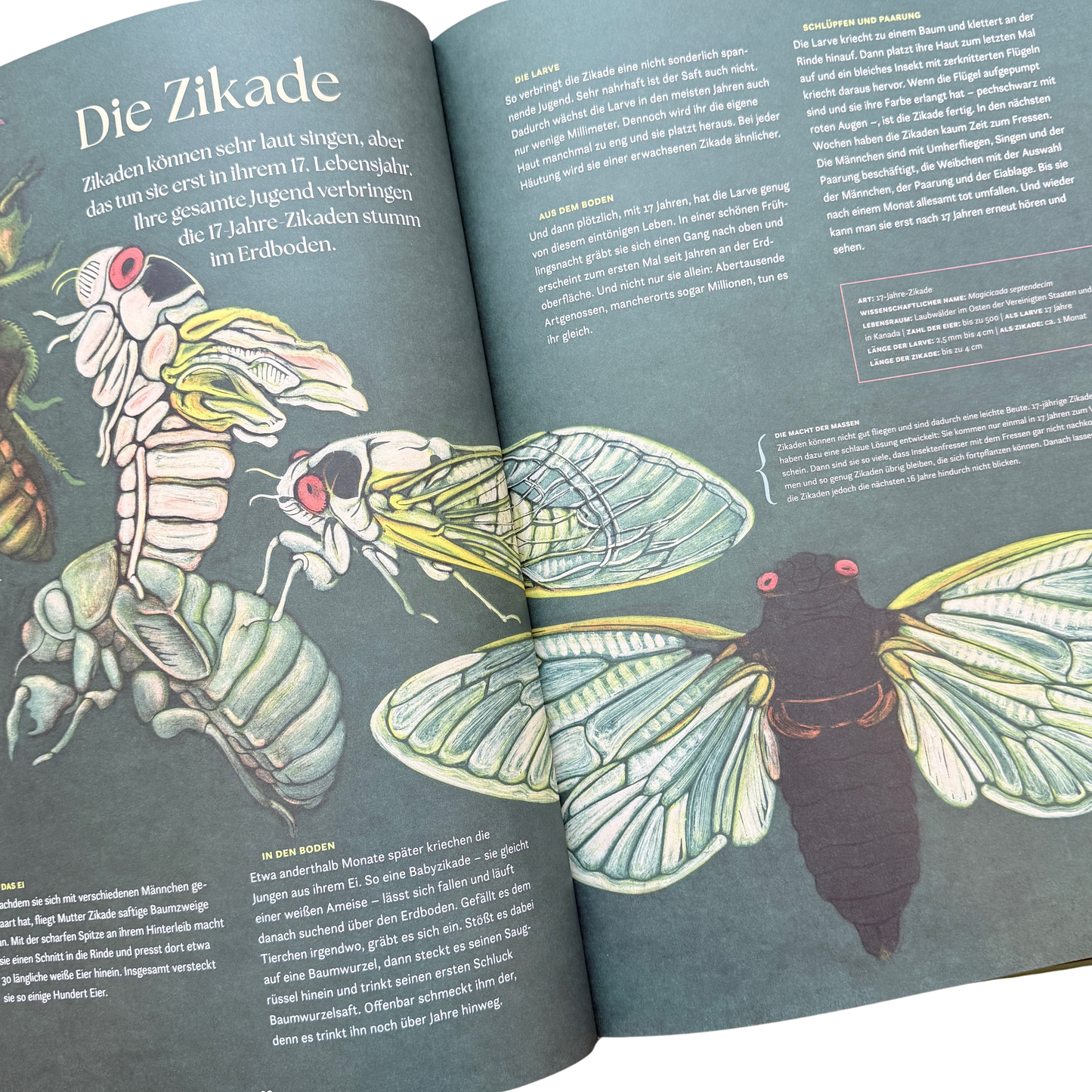 Eine Buchseite und er Zikade und ihrer Metamorphose.