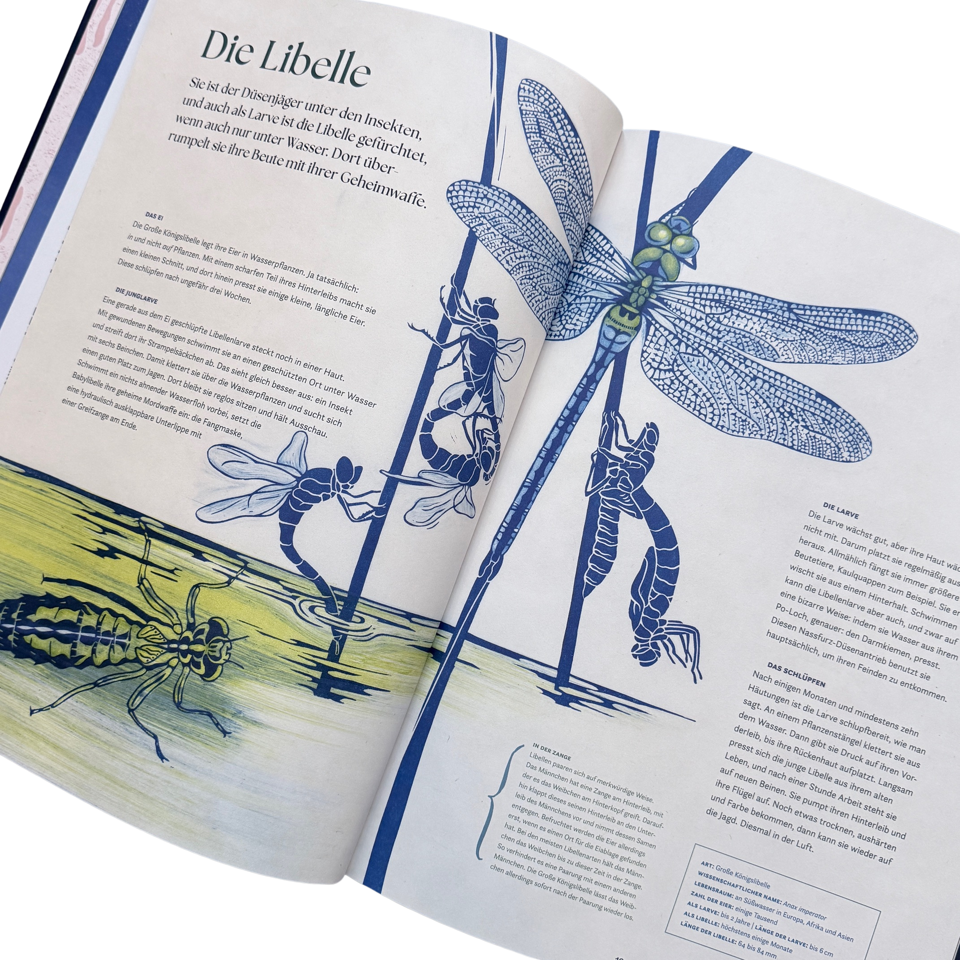 Eine Buchseite mit der Libelle in blau und ihrer Metamorphose.
