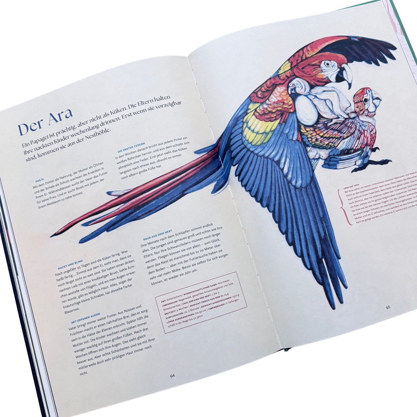 Eine Buchseite und dem Ara und seiner Metamorphose. 