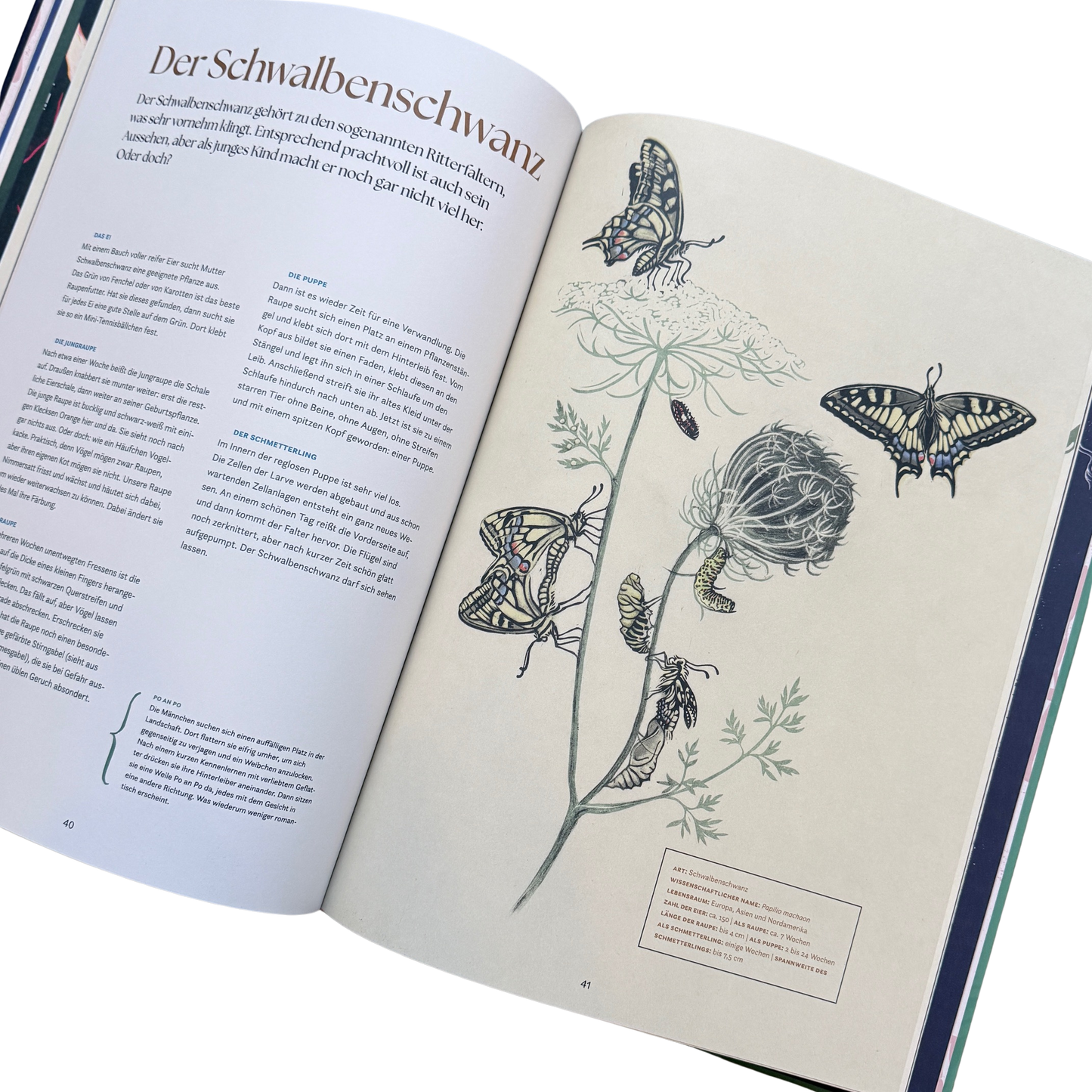 Eine Buchseite und dem Schwalbenschwanz und seiner Metamorphose.