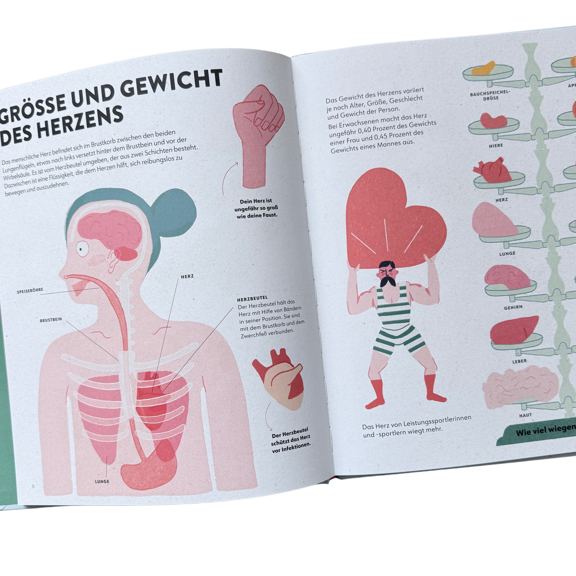 Kinderbuch Wissen das Herz. Grösse und Gewicht einzelner Organe. Eine Hand als Faust, Rippen mit Herz und Lungen und ein starker ann trägt ein großes Herz. 