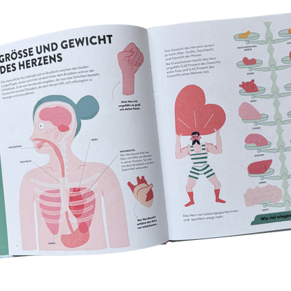 Kinderbuch Wissen das Herz. Grösse und Gewicht einzelner Organe. Eine Hand als Faust, Rippen mit Herz und Lungen und ein starker ann trägt ein großes Herz. 