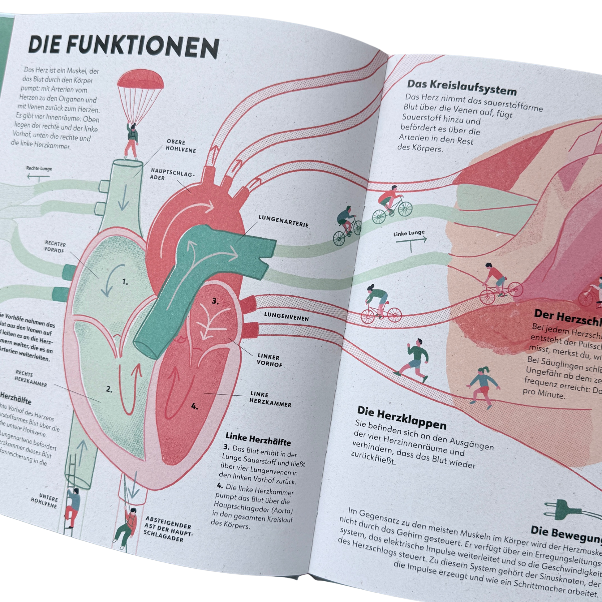 Kinderbuch Wissen das Herz. Ein gezeichnetes Herz mit Kammern, Arterie und Ader. 