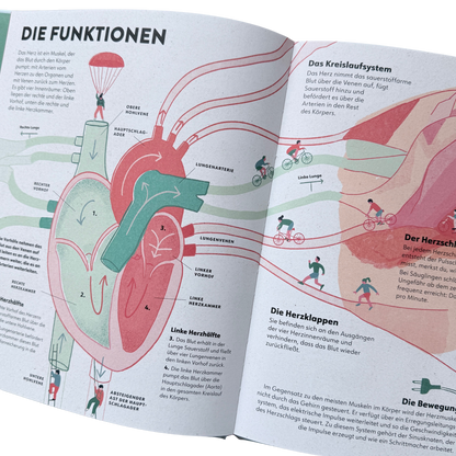 Kinderbuch Wissen das Herz. Ein gezeichnetes Herz mit Kammern, Arterie und Ader. 