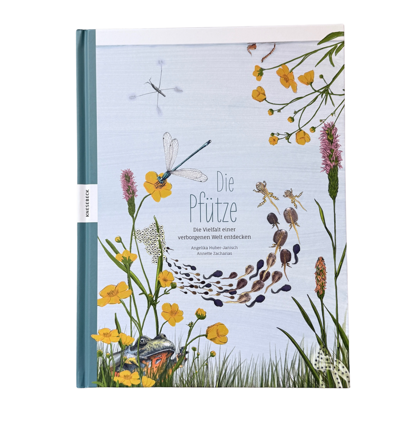 Kinderbuch Wissen über die Pfütze mit illustrierten Libellen, Wasserpflanzen und Fröschen auf dem Cover. 