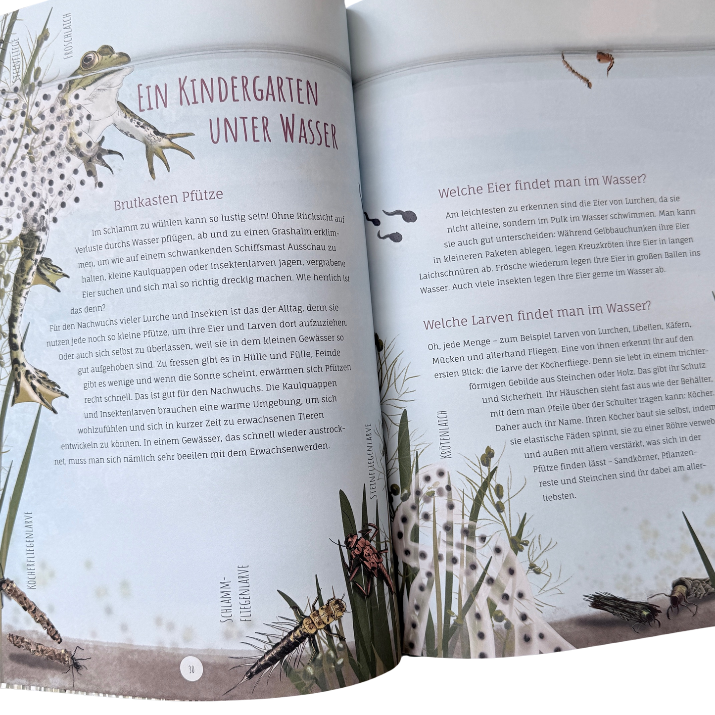 Kinderbuch Wissen über die Pfütze mit illustrierten Libellen, Wasserpflanzen und Fröschen auf der Seite. 