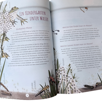 Kinderbuch Wissen über die Pfütze mit illustrierten Libellen, Wasserpflanzen und Fröschen auf der Seite. 