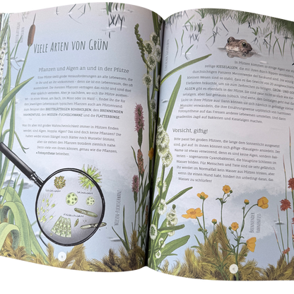 Kinderbuch Wissen über die Pfütze mit illustrierten Libellen, Wasserpflanzen und Fröschen auf der Seite. 
