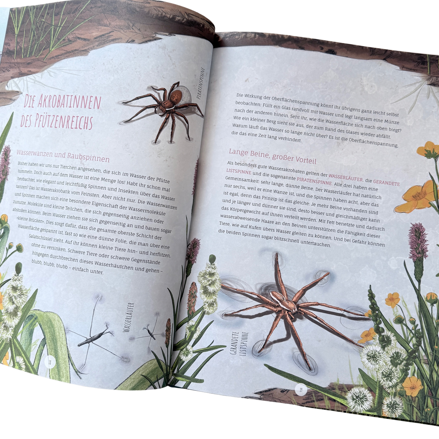 Kinderbuch Wissen über die Pfütze mit illustrierten Libellen, Wasserpflanzen und Fröschen auf der Seite. 