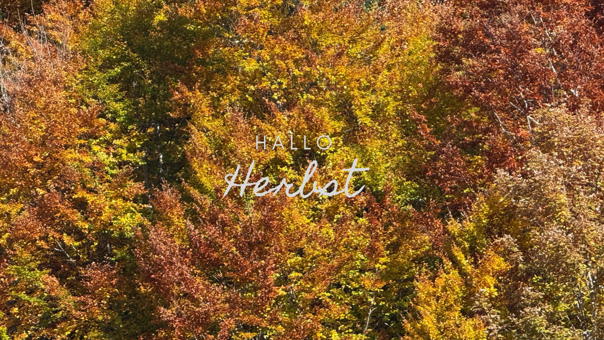 Herbstliche Blätterfärbung der Bumkronen. 
