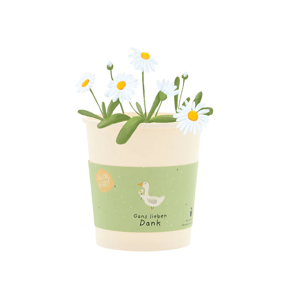 Saatgut für Gänseblümchen in einem Becher aus Pappe als Pflanzgefäß. Gans lieben Dank Becher.