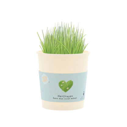 Saatgut, herzrasen kann man nicht mähen, ein Becher aus Pappe mit Gras-Saatgut welches aus dem Becher wächst. 