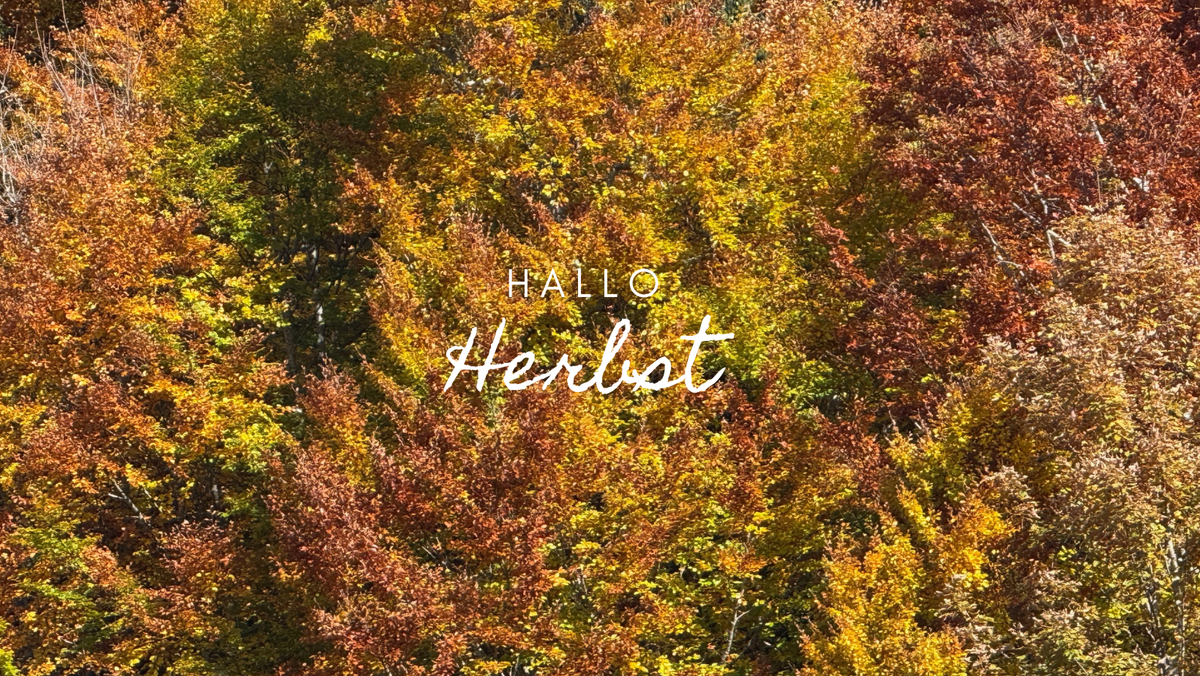 Herbstliche Blätterfärbung der Bumkronen. 